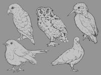 Bird sketches 